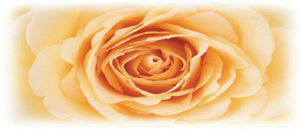 UKPTA Soft orange Rose for Polarity Heart Space