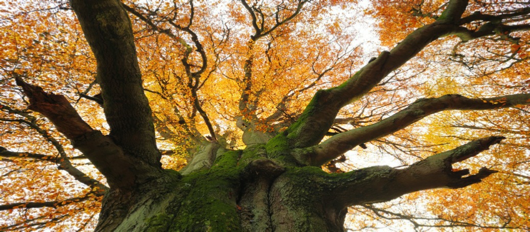 UKPTA Tree As above So Below The Polarity of Life